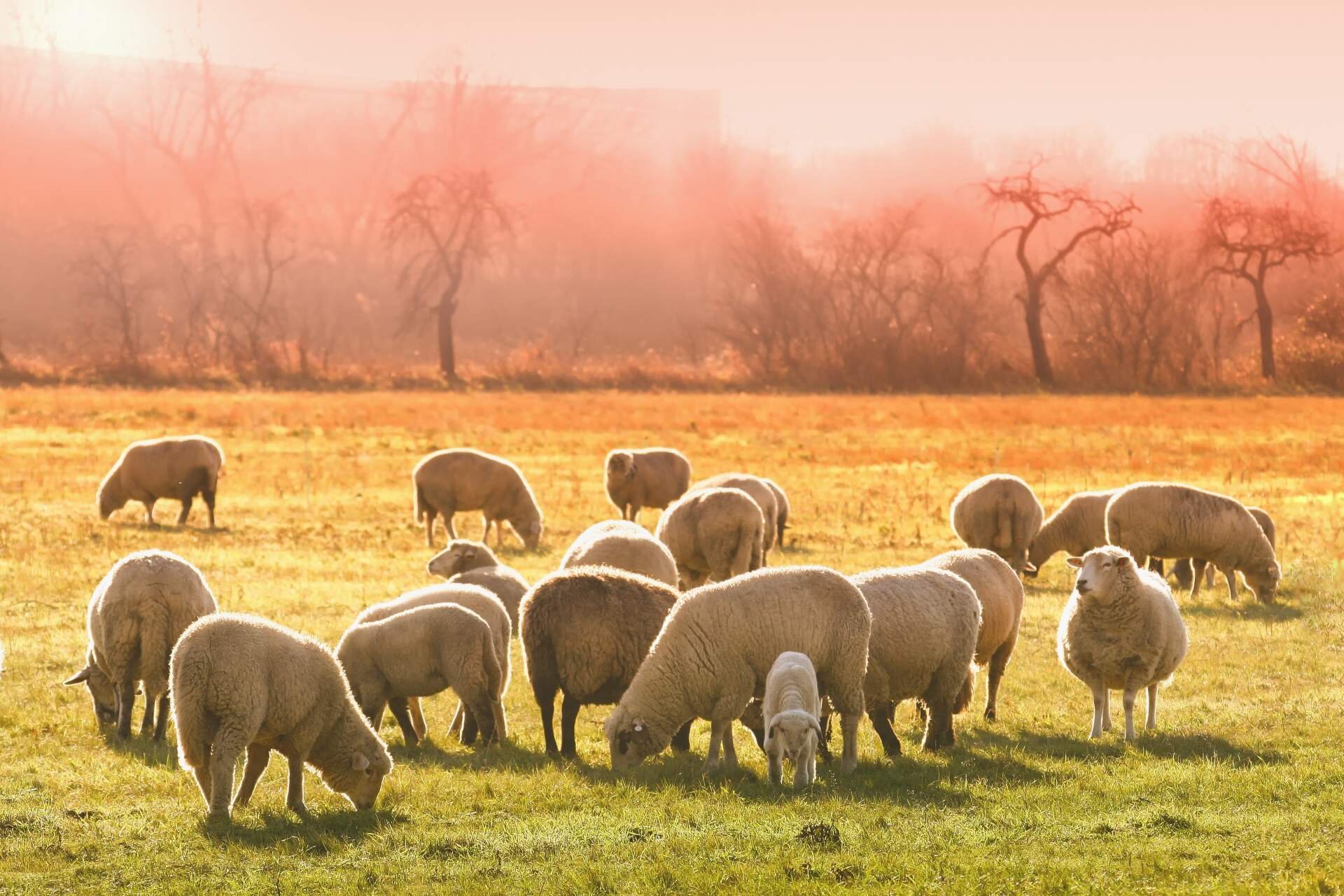 Gruppo di pecore in trasumanza sugli Appennini abruzzesi  | © Pexels