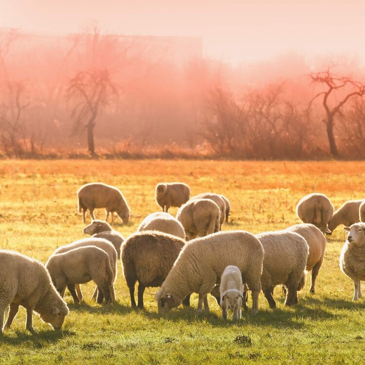 Gruppo di pecore in trasumanza sugli Appennini abruzzesi  | © Pexels