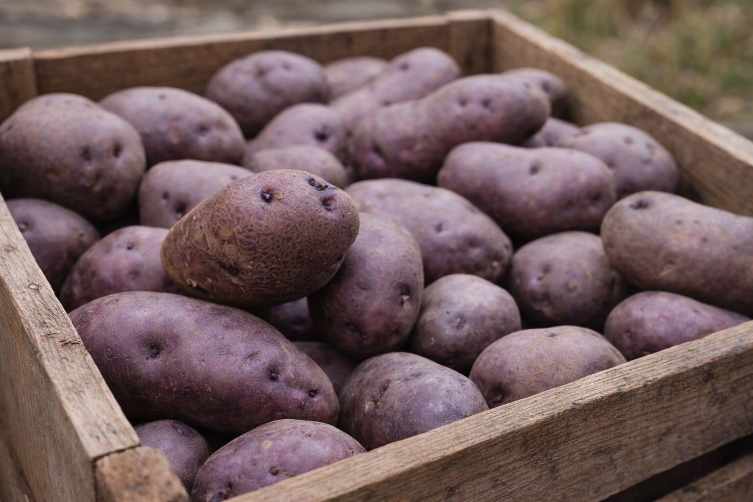 Patate di un colore intenso viola denominate Turchesa e provenienti dall'Abruzzo | © Generata da IA