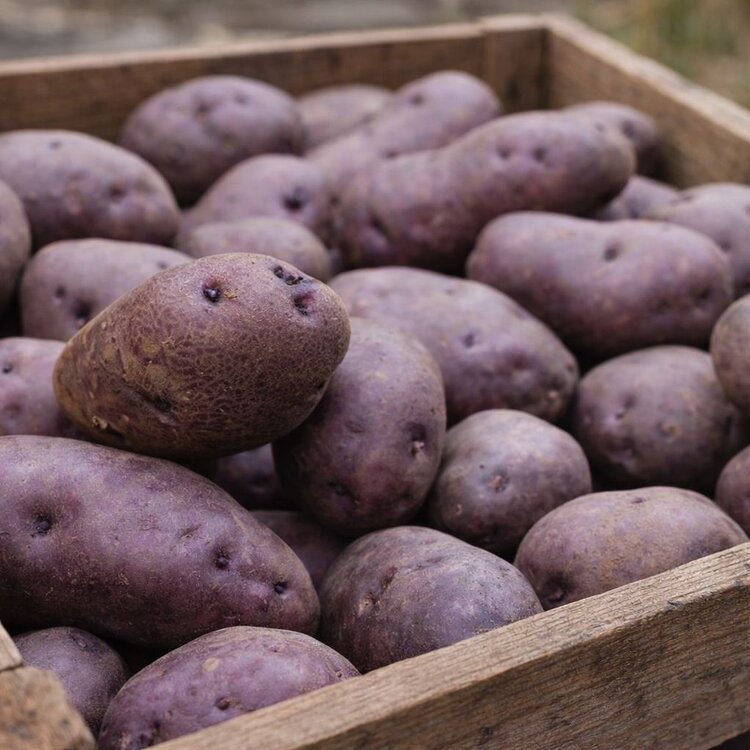 Patate di un colore intenso viola denominate Turchesa e provenienti dall'Abruzzo | © Generata da IA
