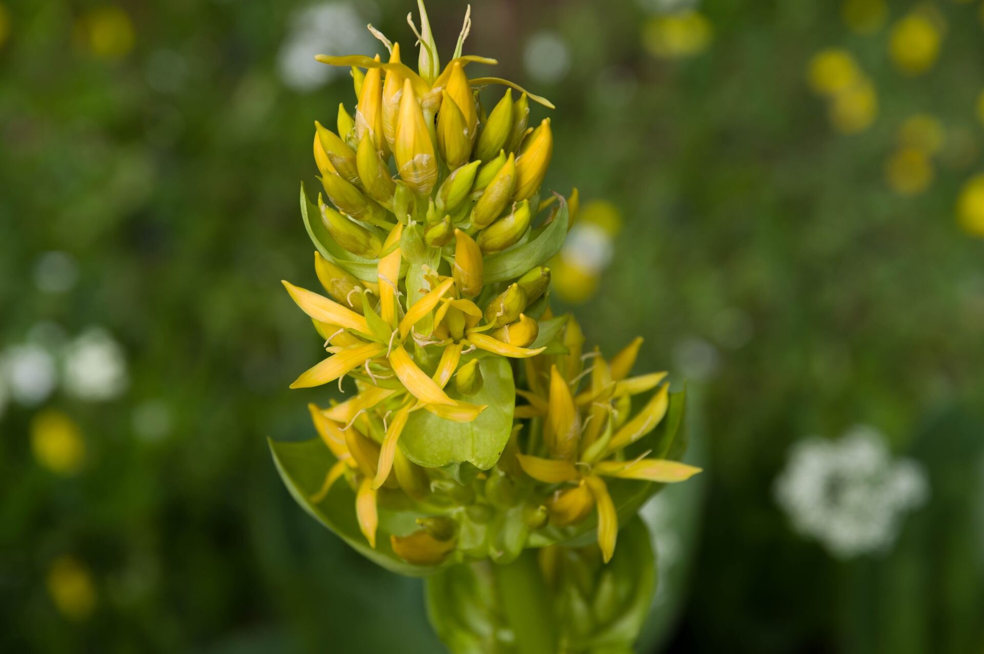Fiore giallo della genziana raccolta in Abruzzo | © Wikimedia ottimizzata con IA