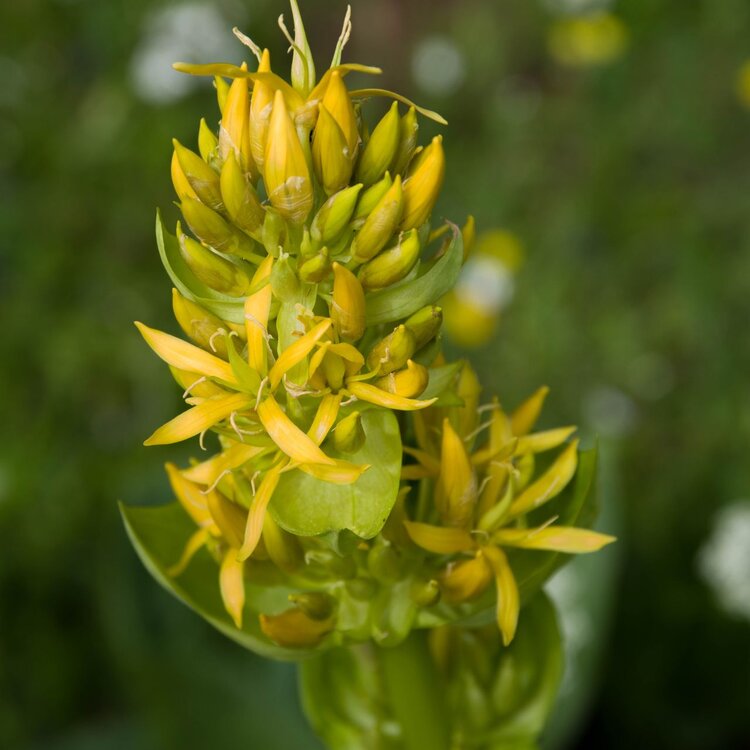 Fiore giallo della genziana raccolta in Abruzzo | © Wikimedia ottimizzata con IA