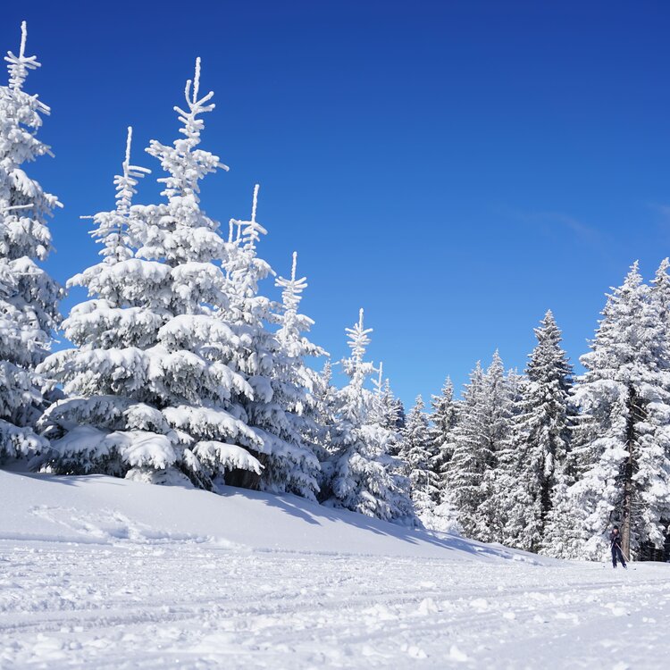 Abeti innevati sugli Appennini abruzzesi | © Pixabay