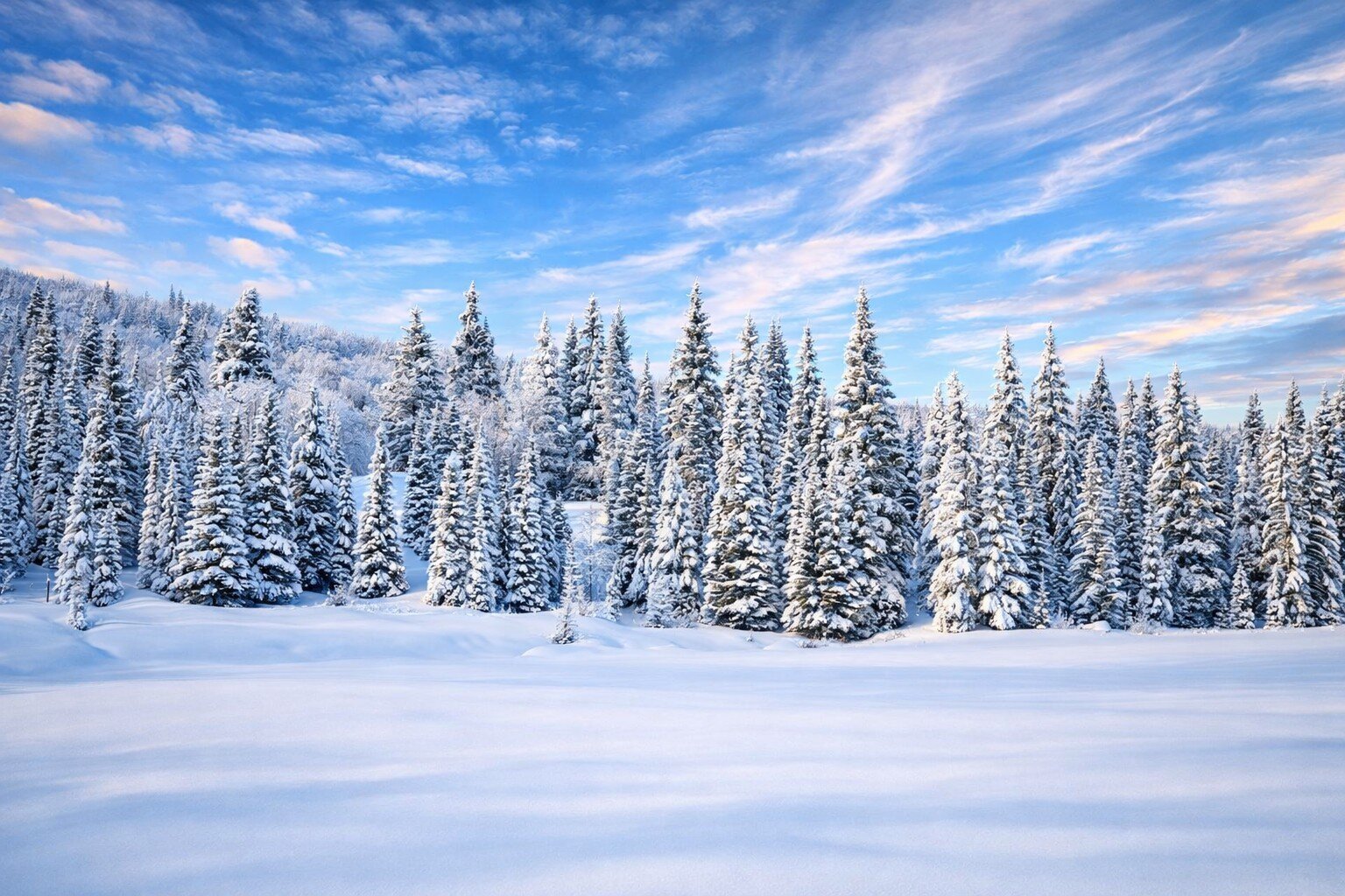 Bosco di abeti innevati sulle piste di sci in Abruzzo | © Pixabay