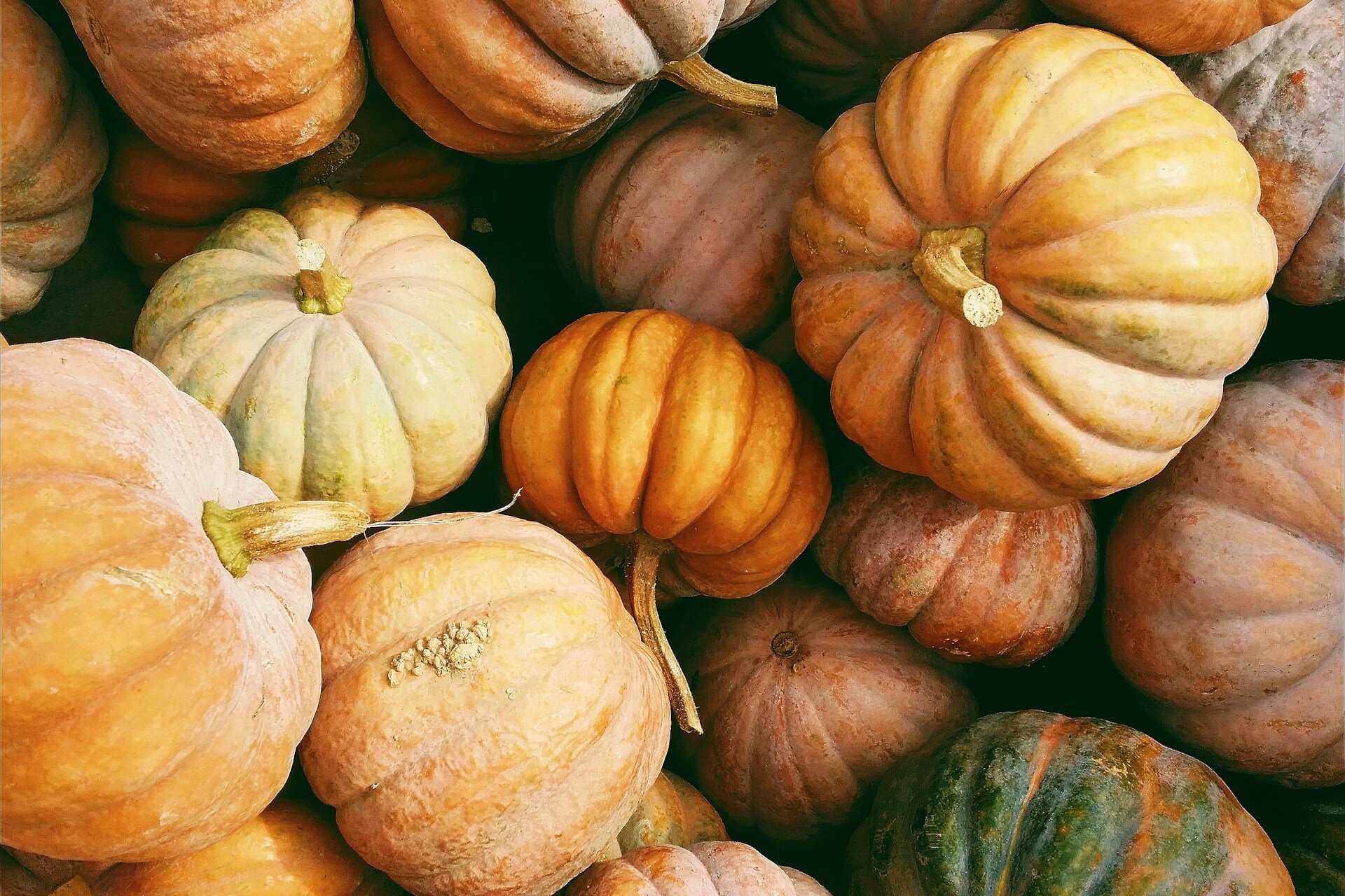 Festa della Zucca