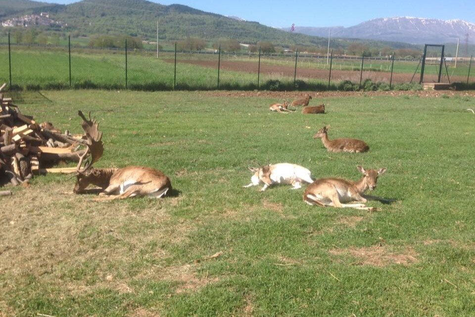 Lo Scrigno di Porpora