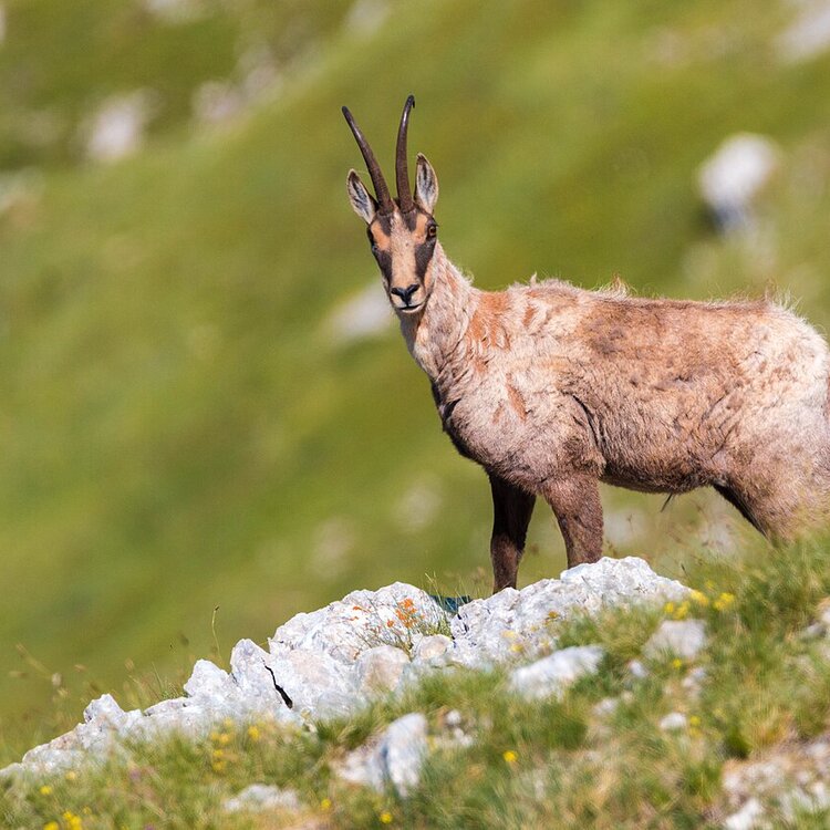Parco Nazionale della Maiella